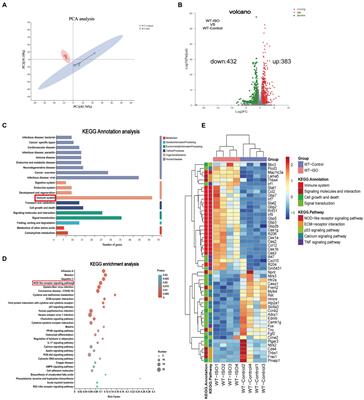 Sigma-1 receptor knockout disturbs gut microbiota, remodels serum metabolome, and exacerbates isoprenaline-induced heart failure